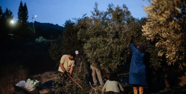 Raccogliere olive prima dell’alba