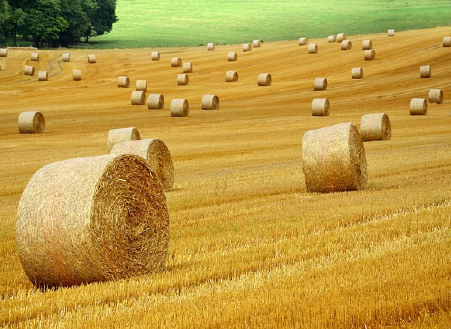 domani si va in campagna