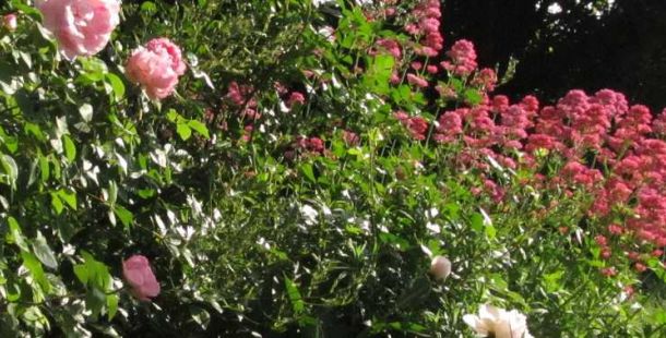 centranthus