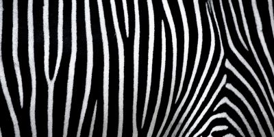 Zebra attivista per necessità